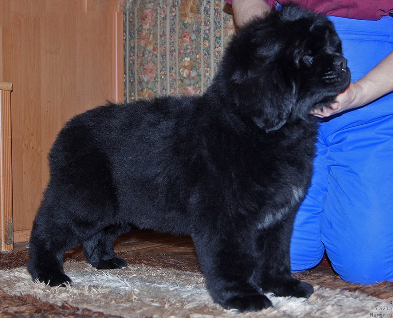 Фотография № 218234