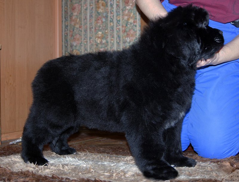Фото: ньюфаундленд Супер Бизон Стефани, - 2 месяца