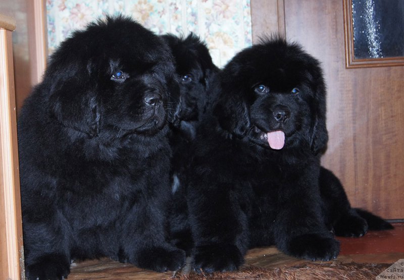 Фотография № 218240