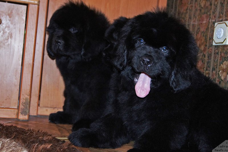 Фотография № 218241