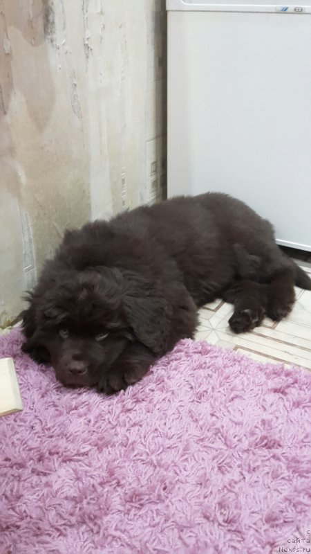 Фотография № 218242