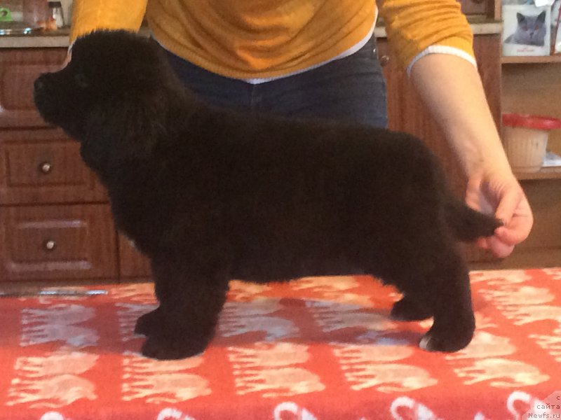 Фото: Щенок 