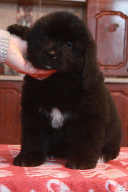 Фото: Щенок 