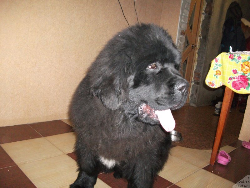 Фото: ньюфаундленд Крепкий Орешек от Сибирского Медведя (Krepkiy Oreshek ot Sibirskogo Medvedja), Татьяна Киселёва
