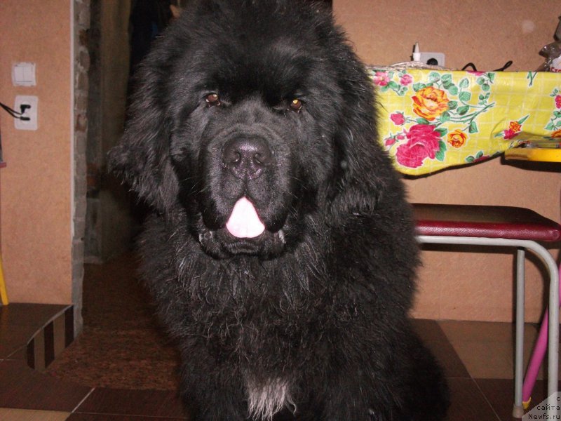 Фото: ньюфаундленд Крепкий Орешек от Сибирского Медведя (Krepkiy Oreshek ot Sibirskogo Medvedja)