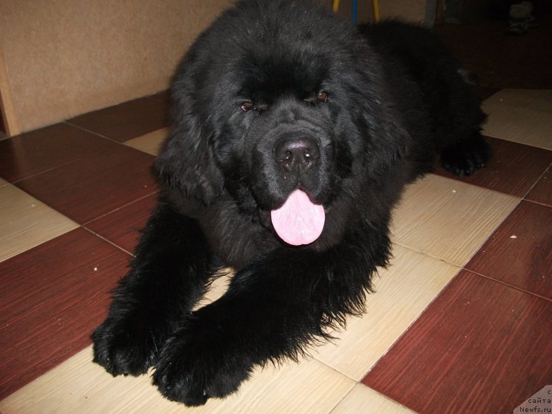 Фото: ньюфаундленд Крепкий Орешек от Сибирского Медведя (Krepkiy Oreshek ot Sibirskogo Medvedja)