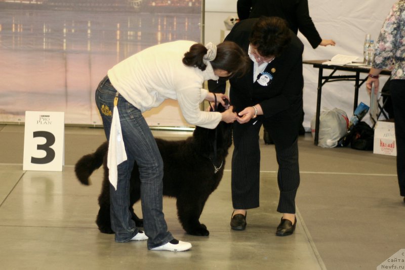 Фото: ньюфаундленд Черная Мафия Бекаусе И Ам Вортх Ит (Chernaya Mafia Because I Am Worth It)