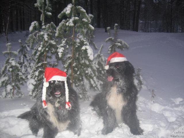 Фото: [d432] и, ньюфаундленд Bartez Beliy