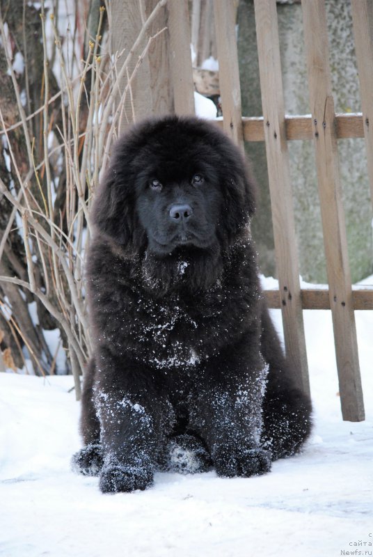 Фото: ньюфаундленд Моя Стихия Мисс Пиджи