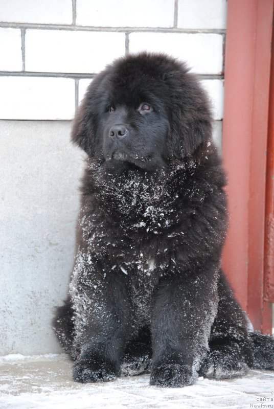 Фото: ньюфаундленд Моя Стихия Мисс Пиджи
