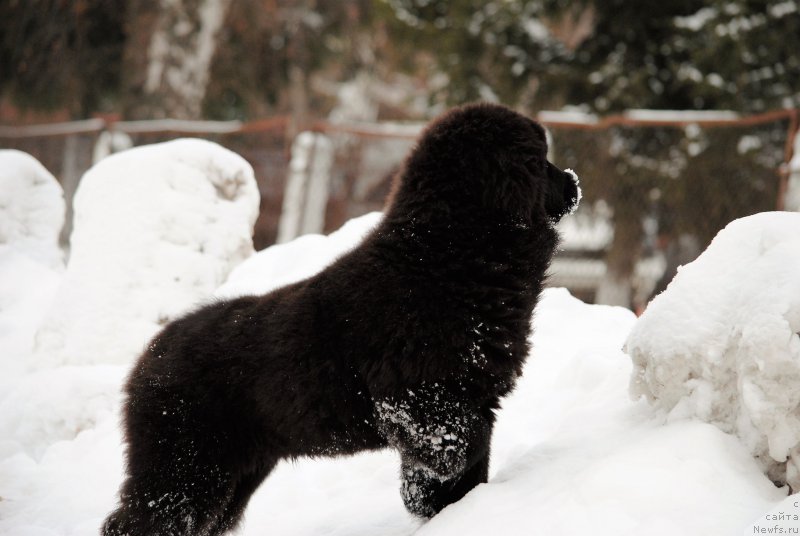 Фото: ньюфаундленд Моя Стихия Мисс Пиджи