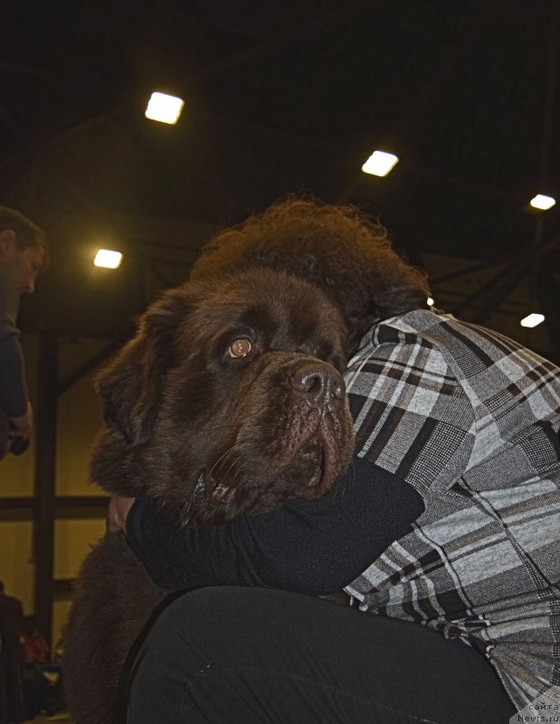 Фото: ньюфаундленд Чарли Де Бест Хелфи Пэл (Charli The Best Helfi Pel), Елена Шмелева