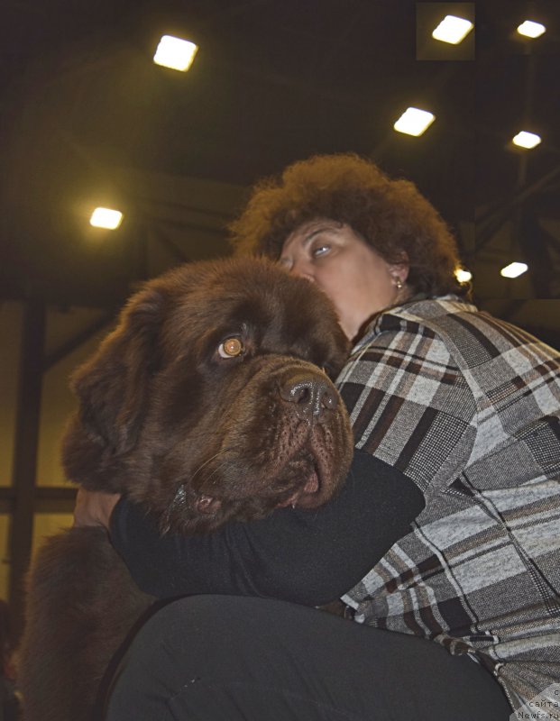 Фото: ньюфаундленд Чарли Де Бест Хелфи Пэл (Charli The Best Helfi Pel), Елена Шмелева