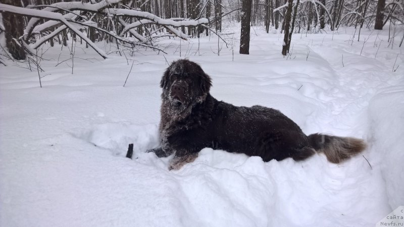 Фото: ньюфаундленд Браунблад МСК Жанара Хайя (Brownblood MSK Zhanara Haya)