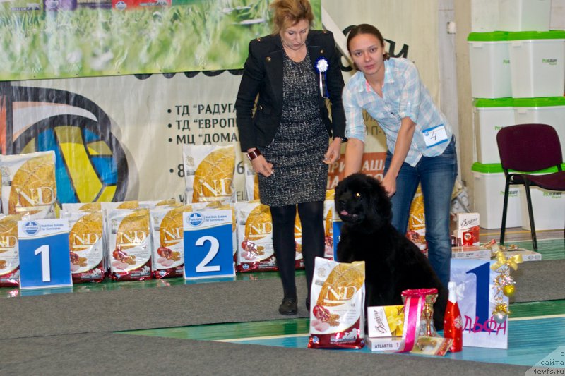 Фото: Ксения Наумова, ньюфаундленд Цинтия из Племени Кедра