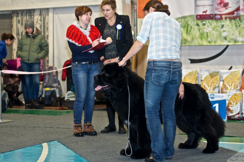 Фото: Ксения Наумова, ньюфаундленд Горячий Поцелуй из Аркаима