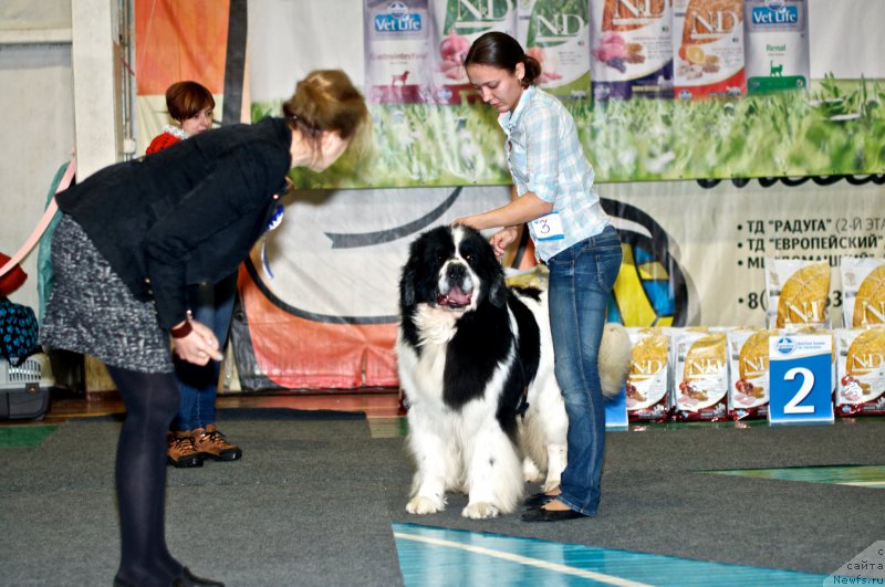 Фото: Ксения Наумова, ньюфаундленд Флюфи Аваланч Сурпассинг Алл Експестатионс (Fluffy Avalanch Surpassing All Expektations)