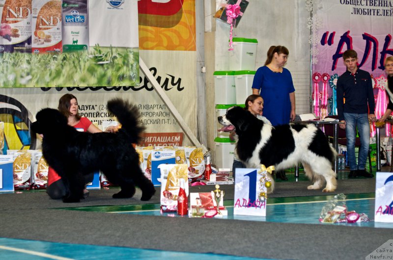 Фото: ньюфаундленд Супер Премиум Олимпиус Инферно, ньюфаундленд Флюфи Аваланч Сурпассинг Алл Експестатионс (Fluffy Avalanch Surpassing All Expektations)