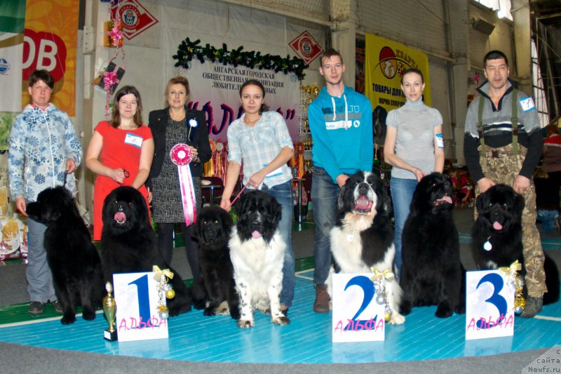 Фото: ньюфаундленд Диамант Той Ер Нафаня из Нарнии, ньюфаундленд Супер Премиум Олимпиус Инферно, ньюфаундленд Цинтия из Племени Кедра, ньюфаундленд Флюфи Аваланч Цивилизация (Fluffy Avalanche Civilization), ньюфаундленд Флюфи Аваланч Сурпассинг Алл Експестатионс (Fluffy Avalanch Surpassing All Expektations), ньюфаундленд Древняя Цивилизация из Аркаима, ньюфаундленд Горячий Поцелуй из Аркаима