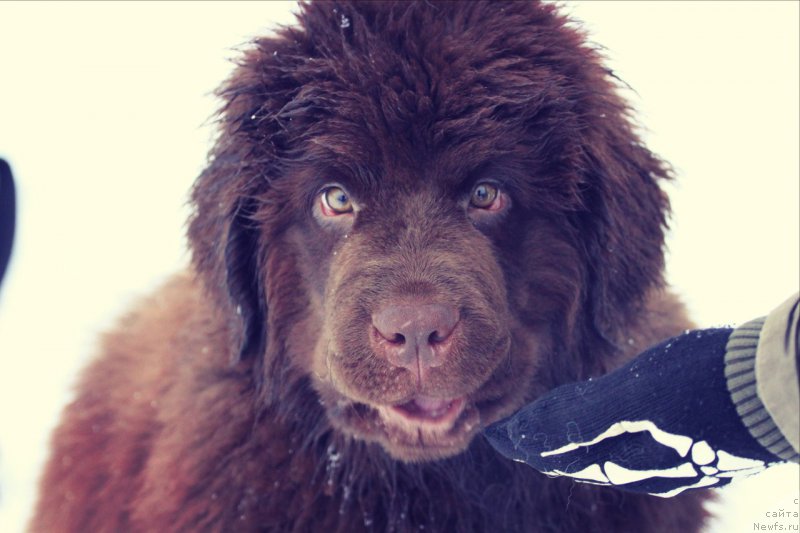 Фото: ньюфаундленд Браунблад МСК Абрамс-Стронг (Brownblood MSK Abrams-Strong)