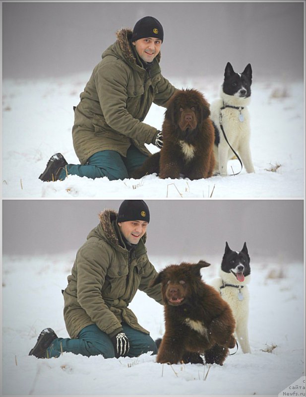 Фото: ньюфаундленд Браунблад МСК Абрамс-Стронг (Brownblood MSK Abrams-Strong)