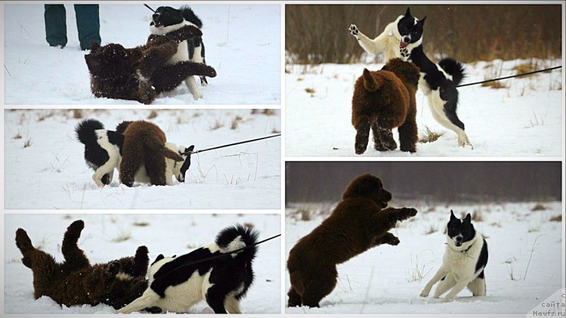 Фото: ньюфаундленд Браунблад МСК Абрамс-Стронг (Brownblood MSK Abrams-Strong)