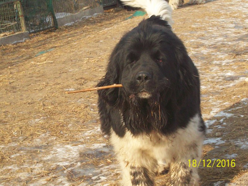 Фото: ньюфаундленд Селин Дион