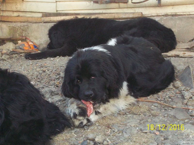 Фото: ньюфаундленд Селин Дион