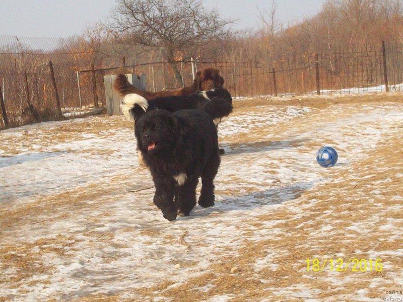 Фото: ньюфаундленд Степан Разин (Stepan Razin)