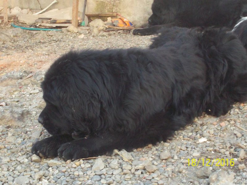 Фото: ньюфаундленд Вито Качо Ферл (Vito Kacho Ferl)