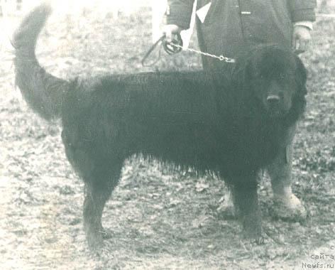 Фото: ньюфаундленд Джей Глен Терра Нова