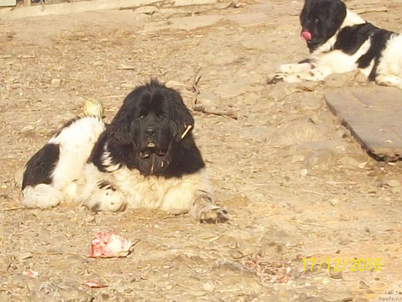 Фото: ньюфаундленд Селин Дион