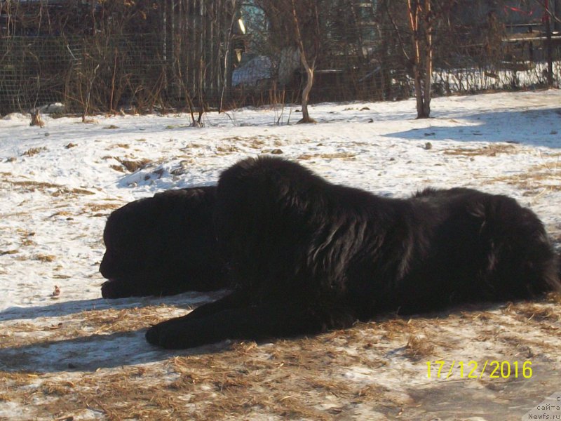 Фото: ньюфаундленд Супер Премиум Линиэль Дайлиррин (Super Premium Liniel Daylirring), ньюфаундленд Викториус Смайл