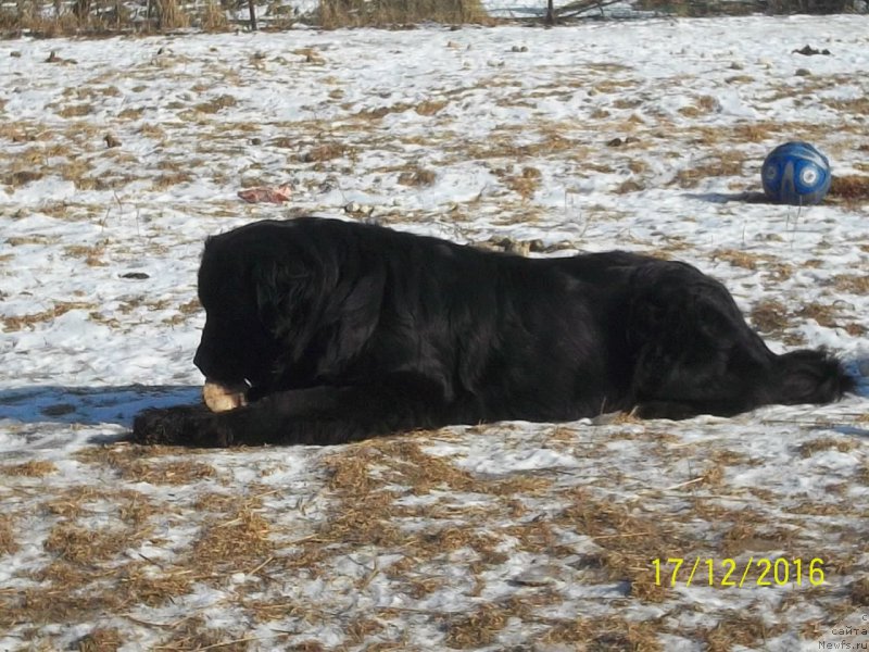 Фото: ньюфаундленд Викториус Смайл