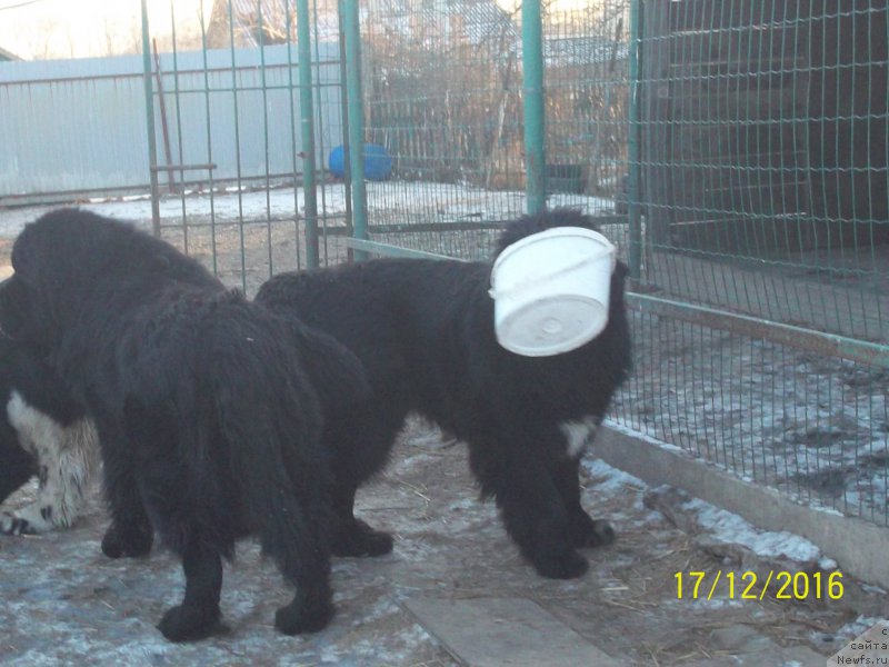 Фото: ньюфаундленд Степан Разин (Stepan Razin)