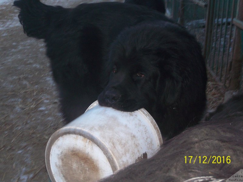 Фото: ньюфаундленд Степан Разин (Stepan Razin)