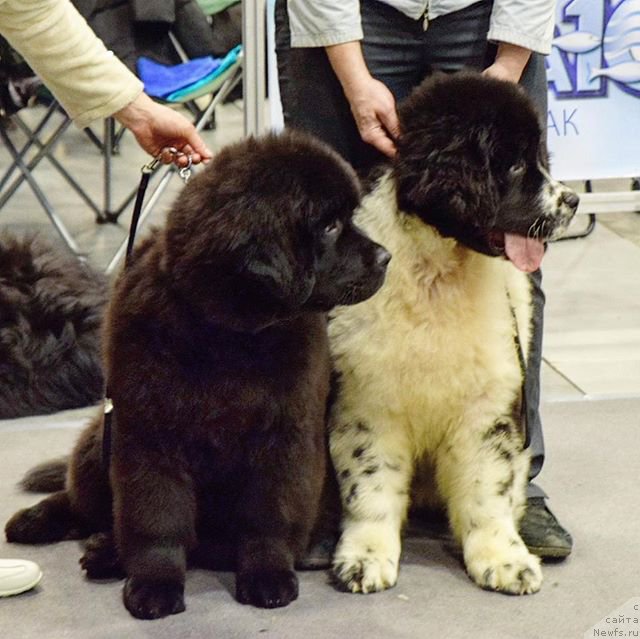 Фотография № 218307