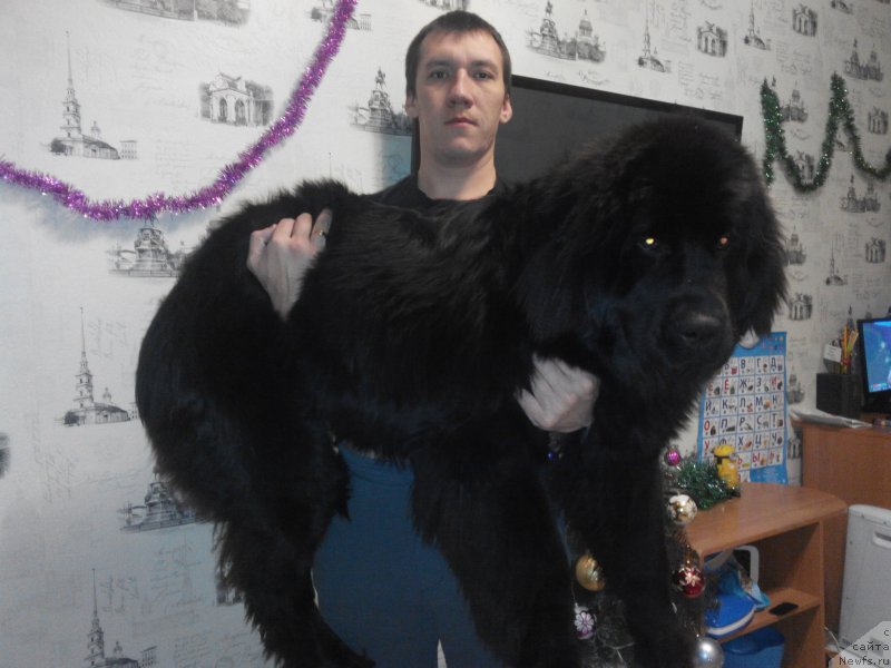 Фото: ньюфаундленд Браунблад МСК Бетани Эйс