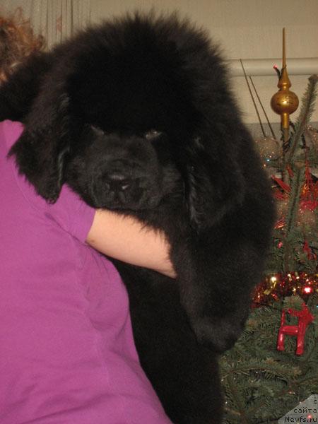 Фото: ньюфаундленд Митрофан с Берега Дона (Mitrofan s Berega Dona)