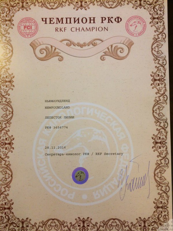 Фото: ньюфаундленд Лепесток Лилии