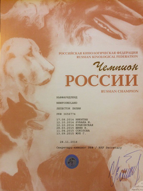 Фото: ньюфаундленд Лепесток Лилии