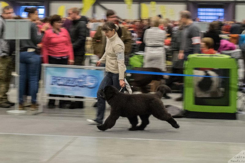 Фото: ньюфаундленд Черная Мафия Бекаусе И Ам Вортх Ит (Chernaya Mafia Because I Am Worth It)