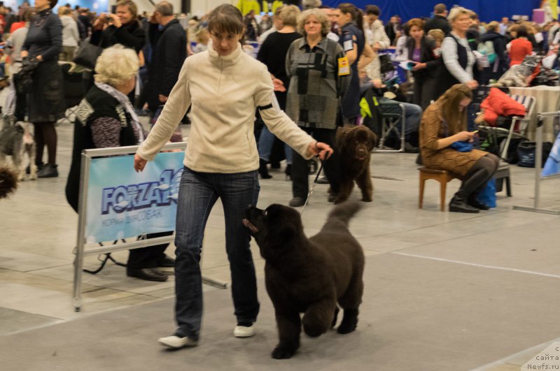 Фото: ньюфаундленд Черная Мафия Бекаусе И Ам Вортх Ит (Chernaya Mafia Because I Am Worth It)