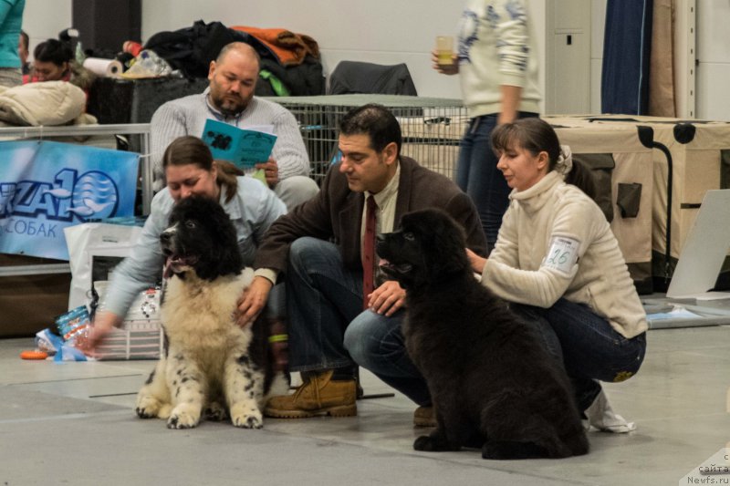 Фото: ньюфаундленд Черная Мафия Бекаусе И Ам Вортх Ит (Chernaya Mafia Because I Am Worth It), Sent-Djons Show Must Go On