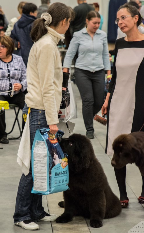 Фото: ньюфаундленд Черная Мафия Бекаусе И Ам Вортх Ит (Chernaya Mafia Because I Am Worth It)