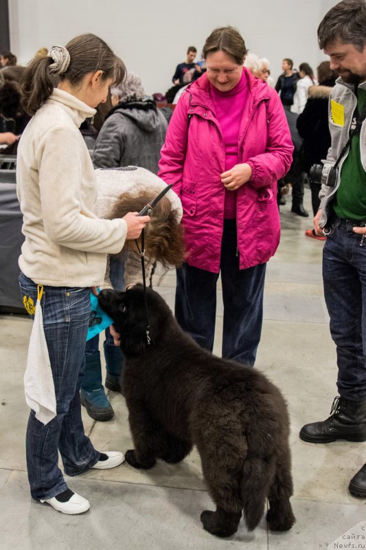 Фото: ньюфаундленд Черная Мафия Бекаусе И Ам Вортх Ит (Chernaya Mafia Because I Am Worth It)