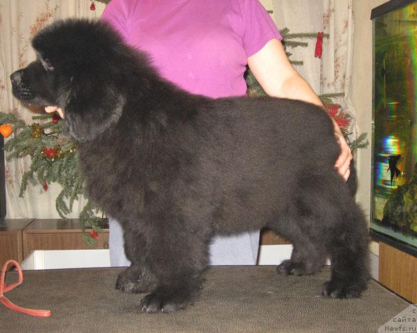 Фото: ньюфаундленд Митрофан с Берега Дона (Mitrofan s Berega Dona)