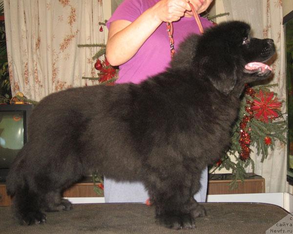 Фото: ньюфаундленд Митрофан с Берега Дона (Mitrofan s Berega Dona)