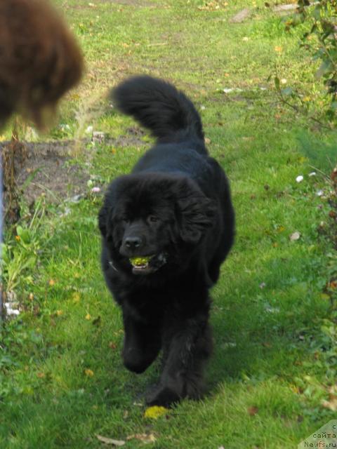 Фото: ньюфаундленд Фентази (Fantasy)