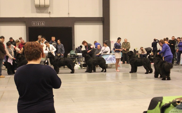 Фото: ньюфаундленд Маркиз Максимельен Де Марк (Markiz Maximilien de Mark)